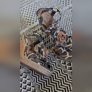 Naughty Monkey Cork Embroidered Sandals